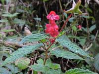 Begonia urticae image