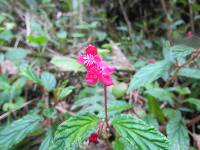 Begonia urticae image