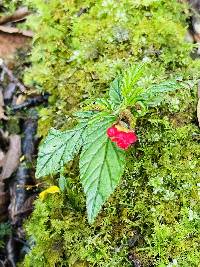 Begonia urticae image