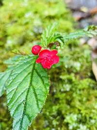 Begonia urticae image