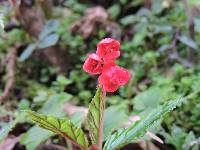 Begonia urticae image