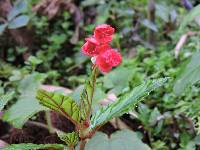 Begonia urticae image