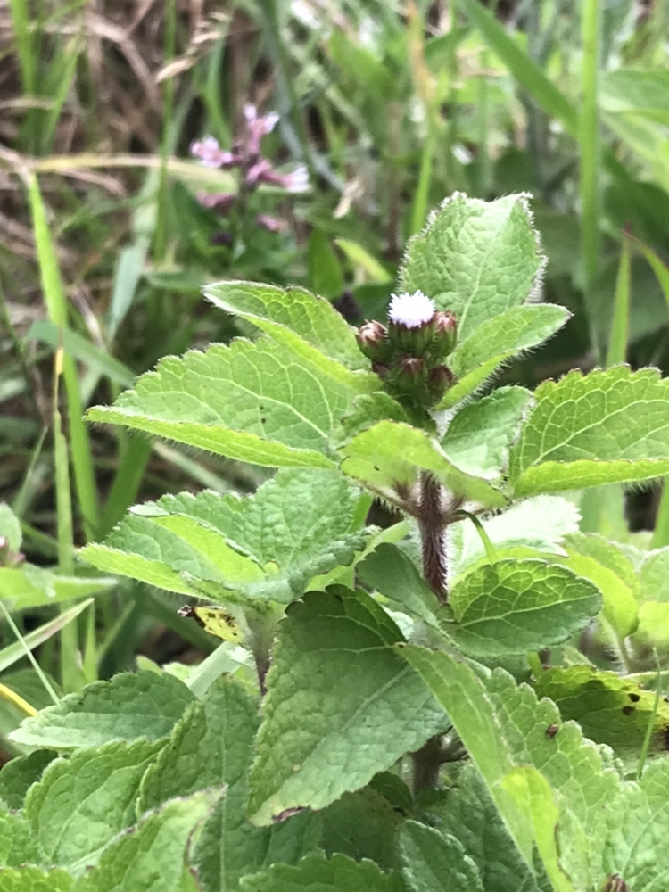 Ageratum image