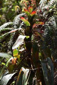 Guzmania gloriosa image