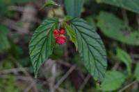 Begonia urticae image