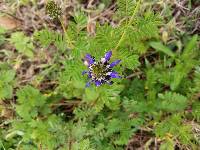 Dalea coerulea image