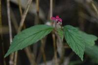 Begonia urticae image