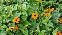 Thunbergia alata image