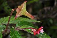 Begonia urticae image