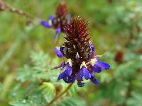 Dalea coerulea image