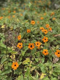 Thunbergia alata image