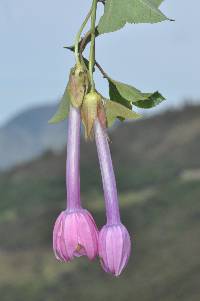 Passiflora cumbalensis image