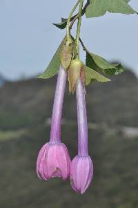 Passiflora cumbalensis image