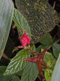 Begonia urticae image