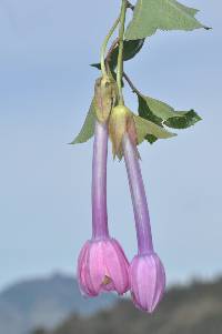 Passiflora cumbalensis image