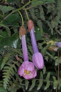 Passiflora cumbalensis image