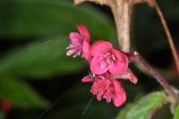 Begonia urticae image