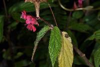 Begonia urticae image