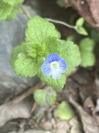 Veronica persica image