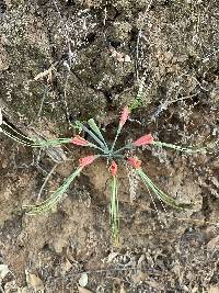 Eucrosia eucrosioides image