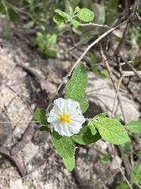 Lycianthes lycioides image