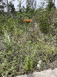 Leonotis nepetifolia image