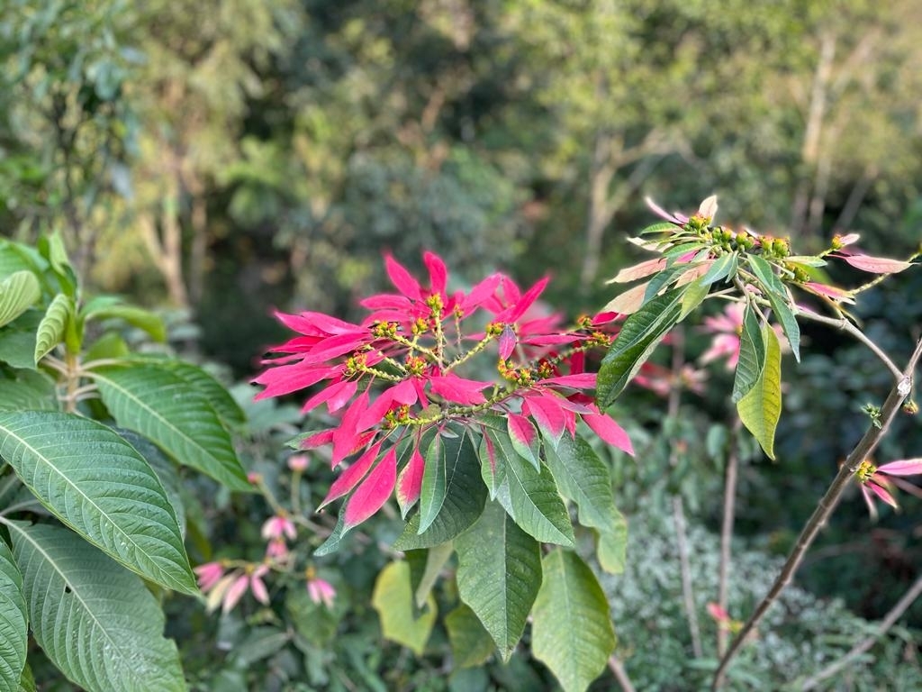 Euphorbia pulcherrima image