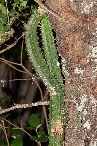 Praecereus euchlorus image