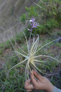 Tillandsia straminea image