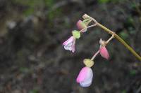 Begonia parcifolia image