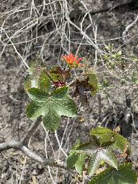 Jatropha nudicaulis image