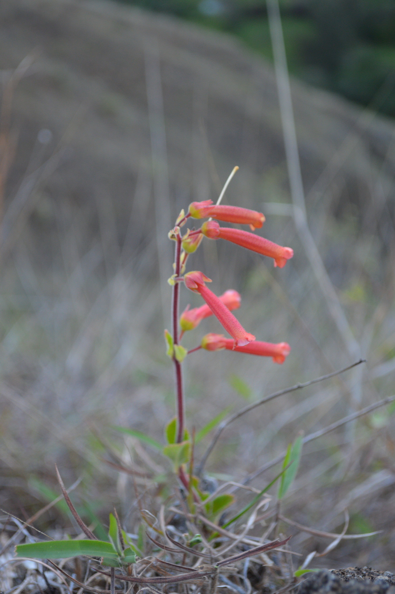 Sinningia warmingii image