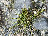 Equisetum bogotense image