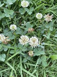 Trifolium repens image