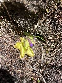 Pinguicula calyptrata image