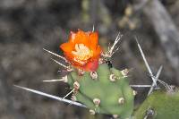 Opuntia quitensis image