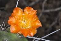 Opuntia quitensis image