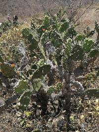 Opuntia quitensis image