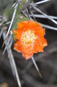 Opuntia quitensis image