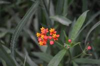 Asclepias curassavica image