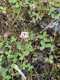 Trifolium repens image