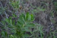 Cantua quercifolia image