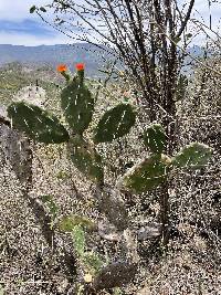 Opuntia quitensis image