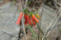 Eucrosia stricklandii image