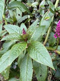 Phytolacca bogotensis image