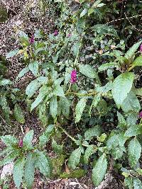 Phytolacca bogotensis image