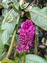 Phytolacca bogotensis image