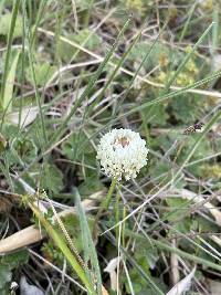 Trifolium repens image