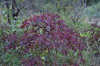 Euphorbia cotinifolia image