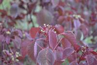 Euphorbia cotinifolia image